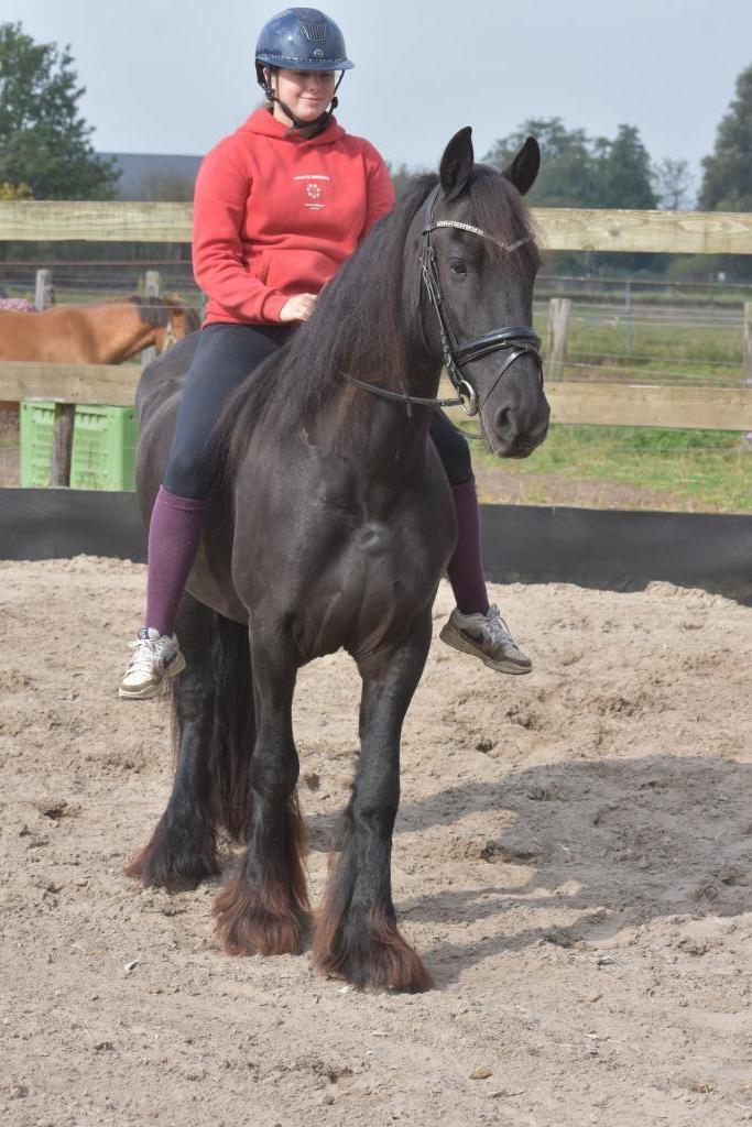 Bloedmooie, goudeerlijke 100 % correcte Friese dame, Dieren en Toebehoren, Paarden, Merrie, B, 160 tot 165 cm, 3 tot 6 jaar, Dressuurpaard