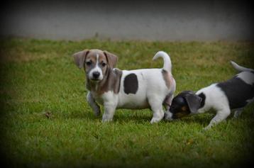 Jack Russell pups blauw lilac beschikbaar voor biedingen