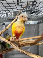 Mannelijke Lutino, Dieren en Toebehoren, Vogels | Parkieten en Papegaaien, Mannelijk, Papegaai