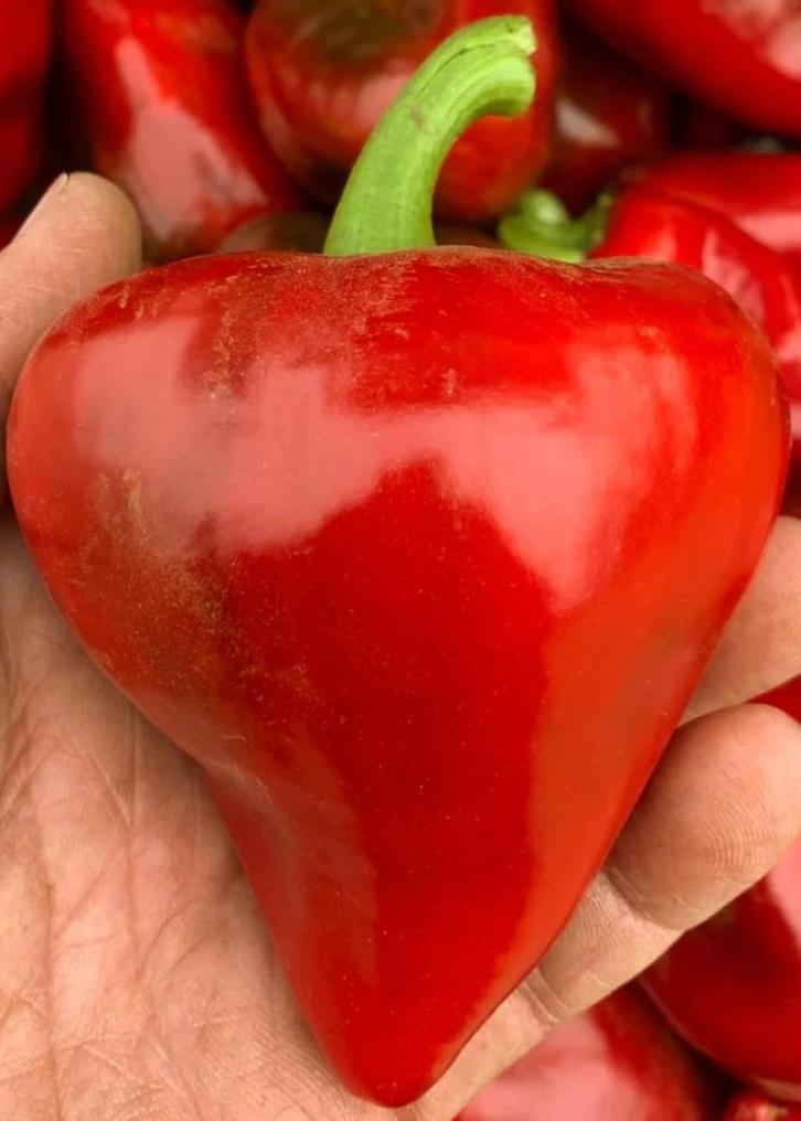 Lesya paprika - grote kaboutermuts - 5 zaden, Tuin en Terras, Bloembollen en Zaden, Zaad, Voorjaar, Volle zon, Verzenden