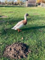 Koppel indische loopeenden, Dieren en Toebehoren, Meerdere dieren, Eend