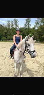 Leuke d pony merrie te koop, Jument, Poney D (1.37 m à 1.48m), 11 ans ou plus