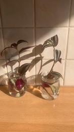 Tradescantia zebrina „Misery”, Huis en Inrichting, Ophalen