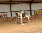 Brave knappe allround D pony!!, B, 7 tot 10 jaar, Recreatiepony, D pony (1.37m tot 1.48m)