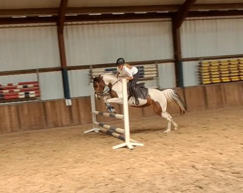Brave knappe allround D pony!!, Dieren en Toebehoren, Pony's, Merrie, B, D pony (1.37m tot 1.48m), Recreatiepony, 7 tot 10 jaar