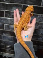 Dragon barbu hypo rouge, Lézard, Domestique, 0 à 2 ans