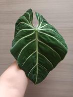 Philodendron gloriosum 'zebra', Huis en Inrichting, Kamerplanten, Ophalen of Verzenden