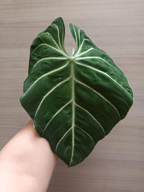 Philodendron gloriosum 'zebra', Huis en Inrichting, Kamerplanten, Ophalen of Verzenden