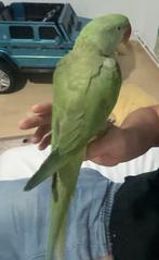 super tamme alexander papegaai met grote kooi, Dieren en Toebehoren, Vogels | Parkieten en Papegaaien, Papegaai, Tam