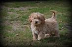 Maltipoo pups, Dieren en Toebehoren, Honden | Chihuahua's en Gezelschapshonden, België, Maltezer, CDV (hondenziekte), 8 tot 15 weken