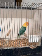Fischeri Opaline D turquoise pop 10 maand, Dieren en Toebehoren, Vrouwelijk
