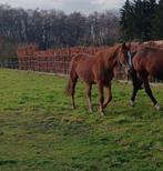 Fokmerie/weide maatje, Dieren en Toebehoren