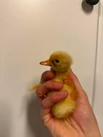 Kuikens loopeenden, Dieren en Toebehoren