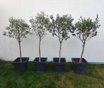 OLIJFBOMEN 4 stuks, Tuin en Terras, Ophalen