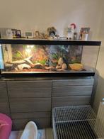 Slangenbak en 2 slangen, Dieren en Toebehoren, Ophalen