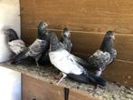 duiven, Dieren en Toebehoren, Meerdere dieren, Overige soorten
