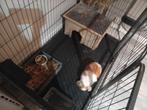 minilop konijntje met hok (ren), Dieren en Toebehoren, Konijnen, Mannelijk, Klein, Hangoor, 0 tot 2 jaar