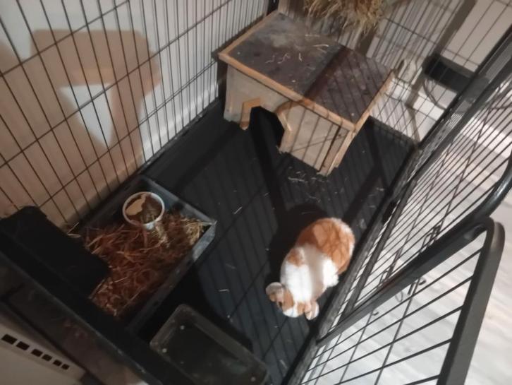 minilop konijntje met hok (ren), Dieren en Toebehoren, Konijnen, Klein, Mannelijk, 0 tot 2 jaar, Hangoor
