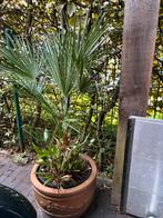 Palmboom, Tuin en Terras, Planten | Bomen, Ophalen, Palmboom