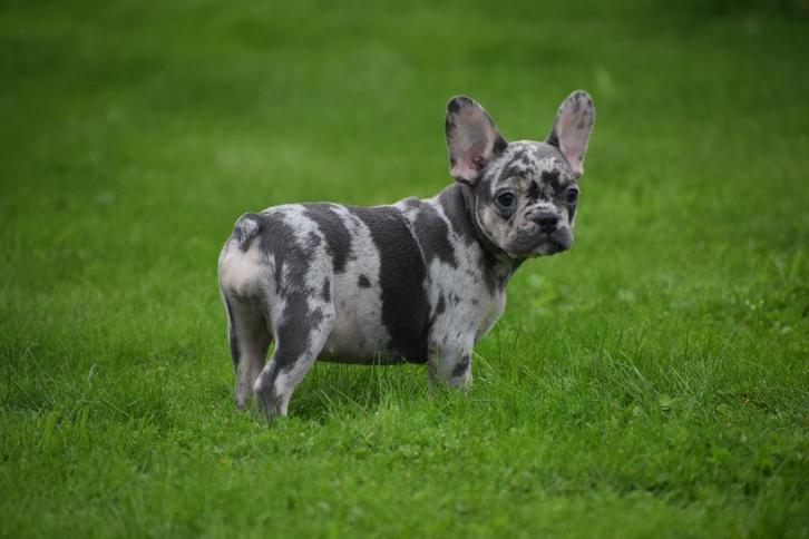 Franse bulldog pups korthaar en fluffy, Dieren en Toebehoren, Honden | Bulldogs, Pinschers en Molossers, Meerdere dieren, Bulldog
