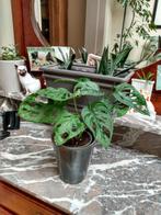 Monstera Monkey Mask, Groene kamerplant, Ophalen, In pot, Minder dan 100 cm