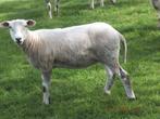 swifter ooi, Animaux & Accessoires, Moutons, Chèvres & Cochons, Mouton, Femelle, 0 à 2 ans