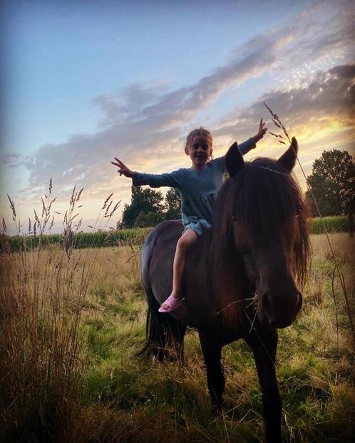 Knappe C pony, Dieren en Toebehoren, Pony's, Ruin, Niet van toepassing, C pony (1.27m tot 1.37m), Recreatiepony, 7 tot 10 jaar