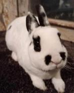 Lieve Rex dwerg in dalmatiner zwart., Dieren en Toebehoren, Konijnen, Dwerg