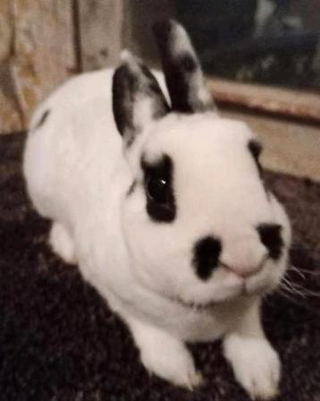 Lieve Rex dwerg in dalmatiner zwart. beschikbaar voor biedingen