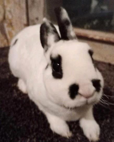 Lieve Rex dwerg in dalmatiner zwart., Dieren en Toebehoren, Konijnen, Dwerg