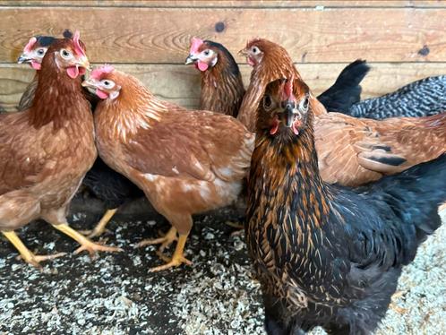 Legkippen en sierkippen iedere zondag in Rillaar, Dieren en Toebehoren, Pluimvee