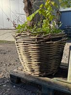Diverse potten/bloempotten/planten, Ophalen of Verzenden, Gebruikt, Tuin