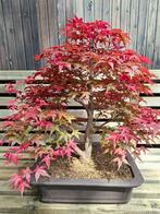 Bonsaï érable du Japon Deshojo, Enlèvement