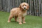 Cockapoo pups (abrikoos en sable), Dieren en Toebehoren, België, Overige rassen, CDV (hondenziekte), 8 tot 15 weken
