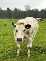 Belgisch Wit-Blauw drachtige vaarzen, Dieren en Toebehoren, Runderen, Vrouwelijk, 0 tot 2 jaar