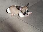 franse bulldog pups, Dieren en Toebehoren, België, Particulier, CDV (hondenziekte), 8 tot 15 weken