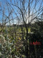 Vlier, Tuin en Terras, Planten | Bomen, Ophalen