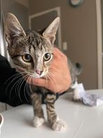 Vrouw kitten te koop, Dieren en Toebehoren, Ophalen
