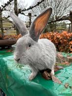 Rammelaar Blauw van Sint-Niklaas, Dieren en Toebehoren