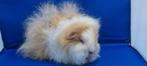 Lieve CH Teddy zeugjes te koop, Dieren en Toebehoren, Vrouwelijk, Cavia, Tam