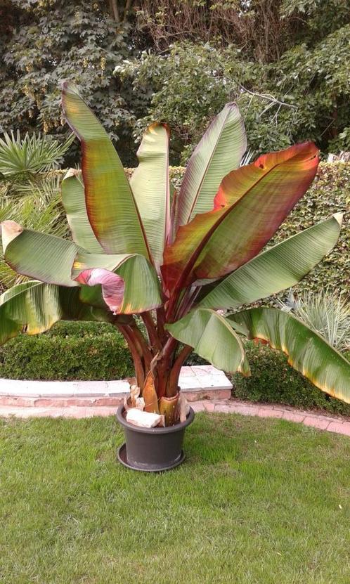 rode bananenplanten (maurellie), Tuin en Terras, Planten | Tuinplanten, Ophalen