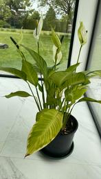 Lepelplant, Ophalen
