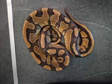 Python regius  beschikbaar voor biedingen
