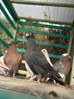 Jonge duiven te reserveren zelf ring brengen, Dieren en Toebehoren