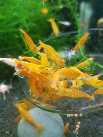 Hobbyaquarium Orange Sakura garnalen gratis  10x1 twv € 6,00 beschikbaar voor biedingen