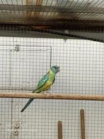 2 Cloncurrys 2025, Dieren en Toebehoren, Vogels | Parkieten en Papegaaien, Parkiet