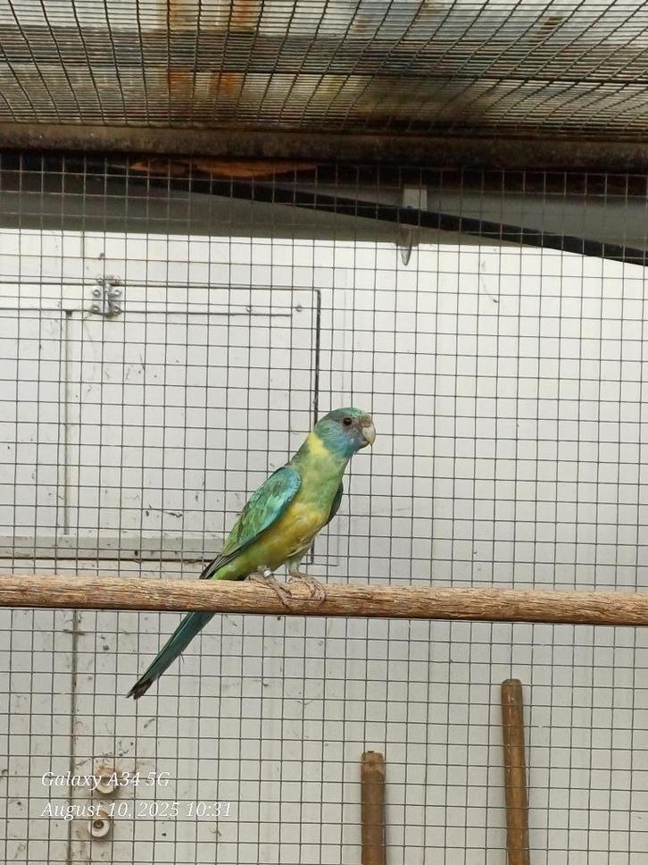 2 Cloncurrys 2025, Dieren en Toebehoren, Vogels | Parkieten en Papegaaien, Parkiet