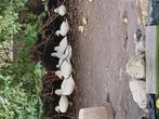 Hollandse kwakers, Dieren en Toebehoren