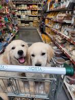 Golden retriever pups reuke groeit op in huis met poezen, Dieren en Toebehoren, Honden | Retrievers, Spaniëls en Waterhonden, Golden retriever