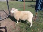 Sterke mannelijke schapen te koop, Mannelijk, Schaap, 0 tot 2 jaar